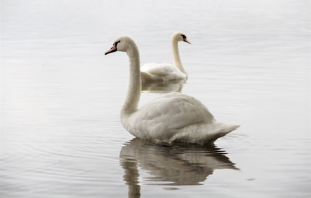 swans swim in the lakeの写真素材