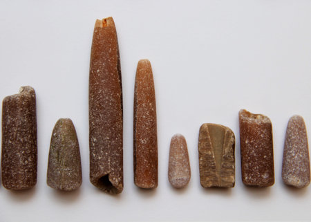 belemnites on a white sheet of paper