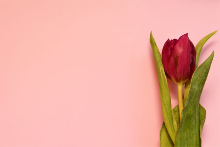 one tulip on a pink backgroundの写真素材
