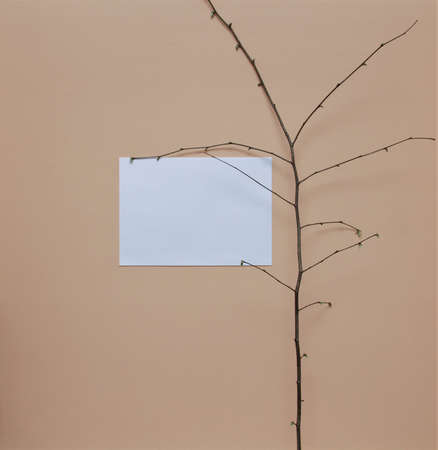 paper and a branch on the wall backgroundの写真素材