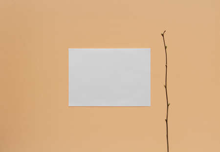 paper and a branch on the wall backgroundの写真素材