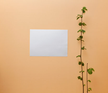 paper and a branch on the wall backgroundの写真素材