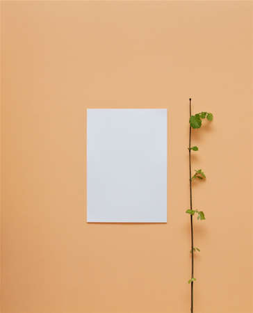 paper and a branch on the wall backgroundの写真素材