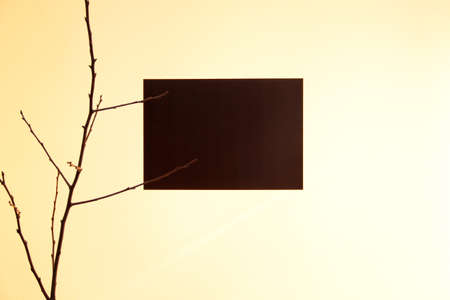 paper and a branch on the wall backgroundの写真素材