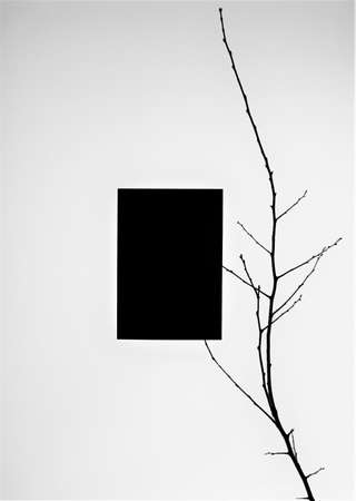 paper and a branch on the wall backgroundの写真素材