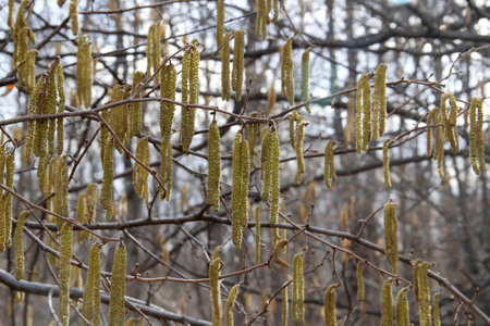 Birch catkins on the tree in early spring, close-upの写真素材