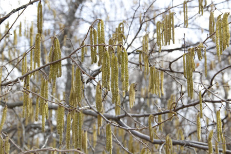 Willow catkins on a tree in the park in winter.の写真素材