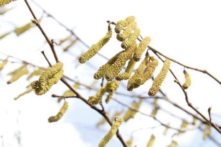 spring flowering of hazel branches on a white background close-upの写真素材