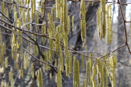 Hazel catkins in early spring on a tree branch close upの写真素材