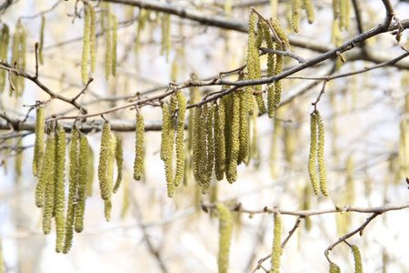 Birch catkins on a tree branch in spring close-upの写真素材
