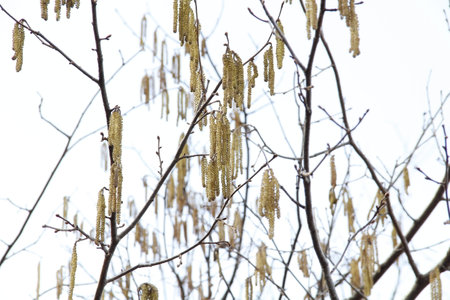 Flowering branches on a background of blue sky.の写真素材