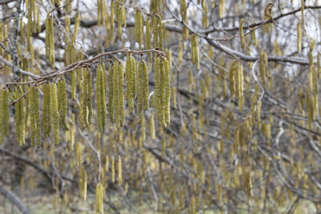Hazel hazel catkins on a tree in early spring.の写真素材