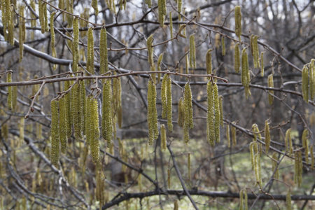 Hazelnut catkins on a tree branch in early spring.の写真素材