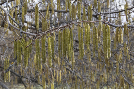 Birch catkins on a tree in early spring, close-upの写真素材