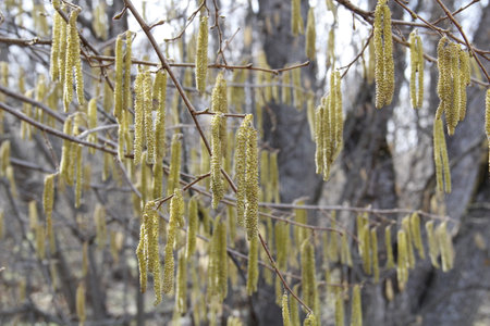 Alnus catulus or common hazel in early spring.の写真素材