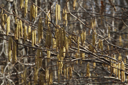 Hazel catkins on a tree in spring, close-upの写真素材