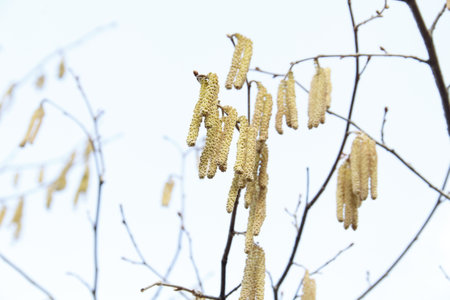 Hazel catkins on a tree in spring, closeup of photoの写真素材