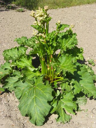 big bush of rhubarb growing on the kithcen gardenの写真素材