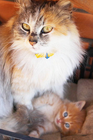 amusing little kitten with light blue eyes near its motherの写真素材