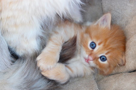 amusing little kitten with light blue eyesの写真素材