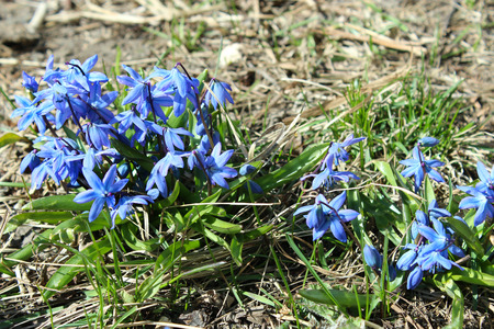 image of blue snowdrops in the springの写真素材