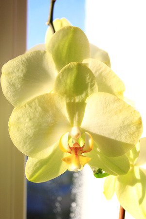beautiful branch of the blossoming yellow orchid on the windowの写真素材