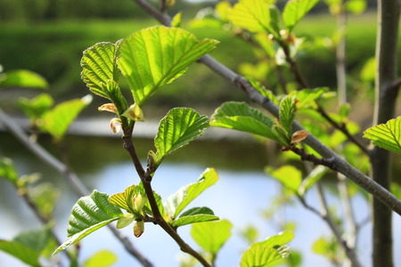 branch of young leaves of alder in the springの写真素材