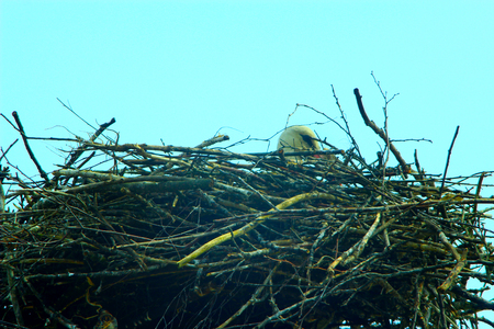 Nest of storksの写真素材