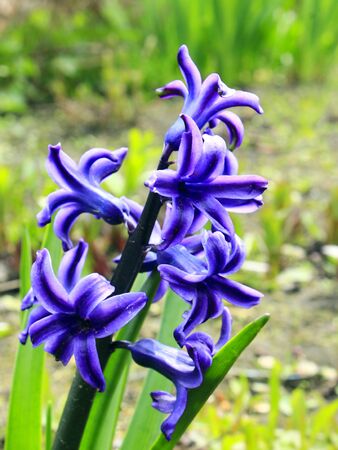 beautiful blue flowers of Hyacinthの写真素材