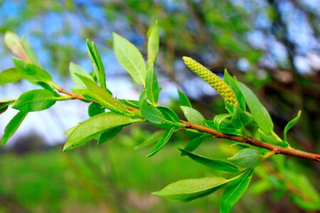 Young sprouts of a willow in the springの写真素材