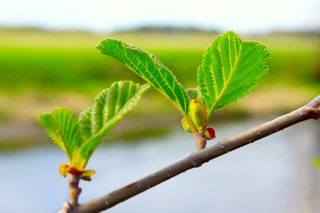 branch of alder in the springの写真素材