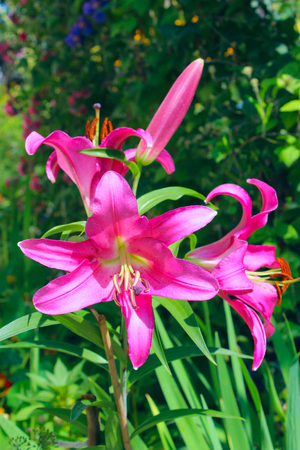 beautiful red liliesの写真素材