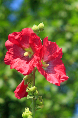 flowers of pink mallowの写真素材
