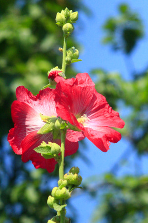 flowers of pink mallowの写真素材