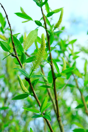 Young sprouts of a willow in the spring