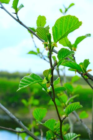 Branch of alder in the springの写真素材