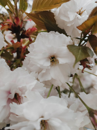 White double cherry blossoms close up. Delicate flowering tree branches in natural light, romantic...