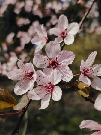 Plum pink blossoms. Analog film look macro, visible grain texture, nostalgic dreamy spring mood