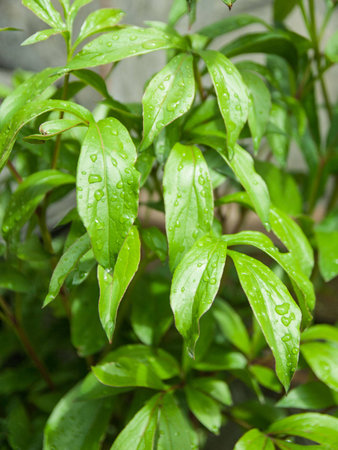 natural green backgroundの写真素材