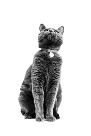 Beautiful gray cat is sitting on a white isolated background. He is looking up.の写真素材