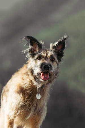 Portrait of a funny dog in a collar on a background of nature.