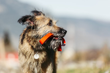 A funny dog in a collar holds a leash in its mouth. She walks in nature.