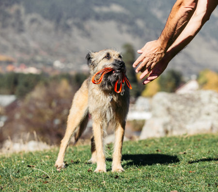 Beautiful funny dog in a collar and with a leash on the nature. Mens hands are asked to give a...