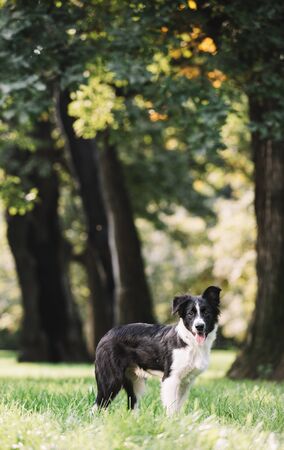 A beautiful black and white puppy stands on a green field and looks forward. Border collie breed.の写真素材