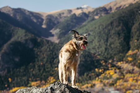 Portrait of a funny dog in a collar on a background of nature. mountain.の写真素材