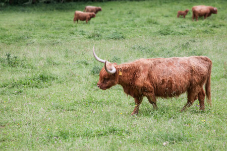 brown cows graze on the grass against a background of trees.