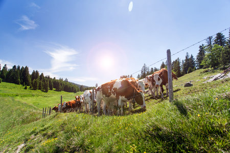 A herd of cows graze on the side of mountains and alps. Ecology.