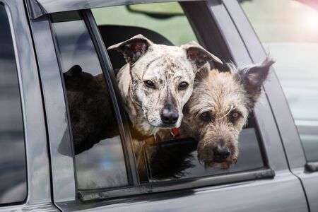 Two dogs in a car. They are sitting on the seat and looking out the window. Journey.の写真素材