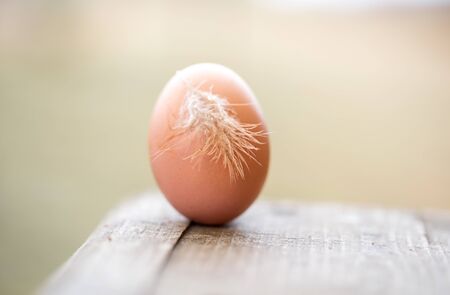 One fresh egg lies on a wooden table. Eco.の写真素材