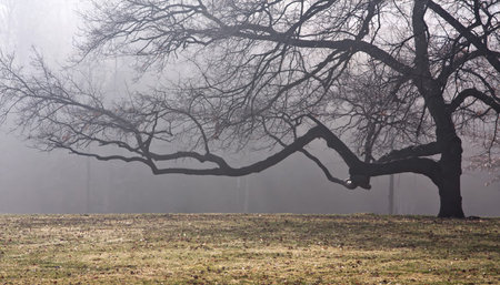 Big beautiful tree without leaves in the fog. Autumn. A park.